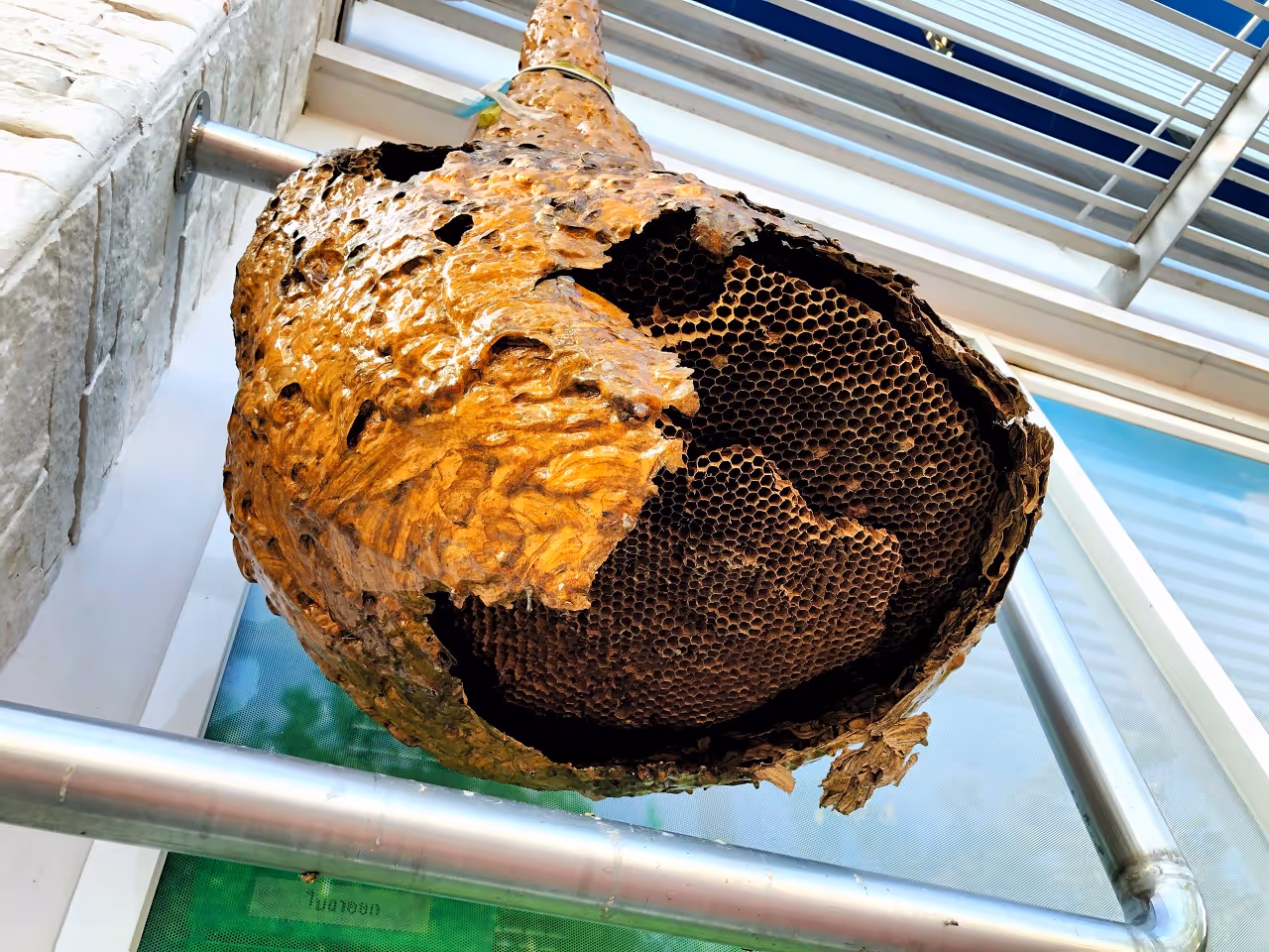Wasp Nest Removal Techniques for Residents of Trinity, TX