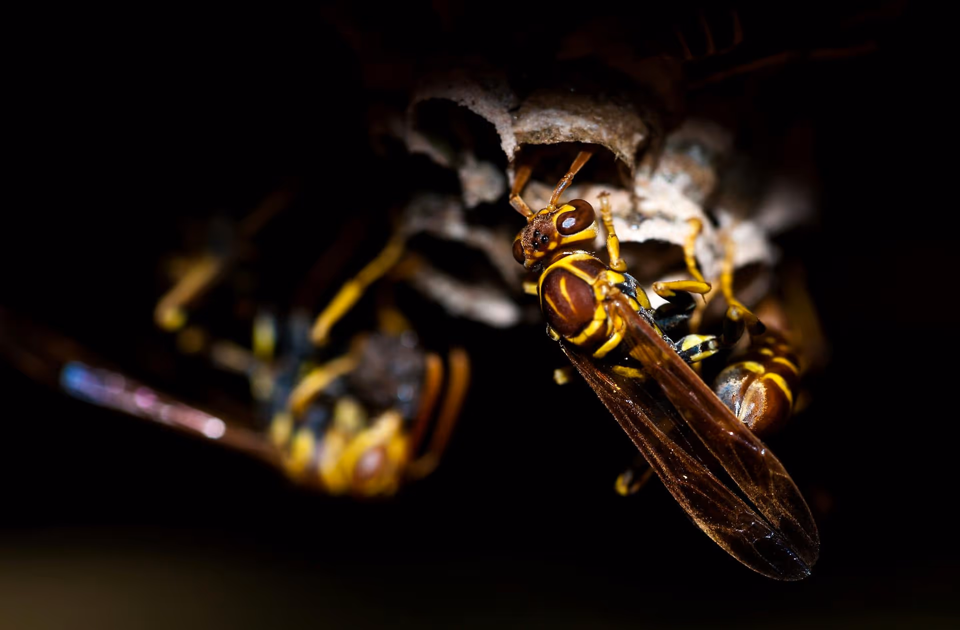 Safe and Efficient Wasp Nest Removal by Our Technicians