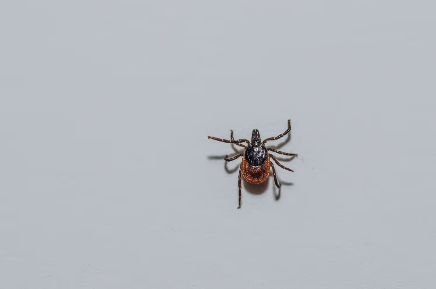 Tick Pest Control to Keep Your Outdoor Space Safe