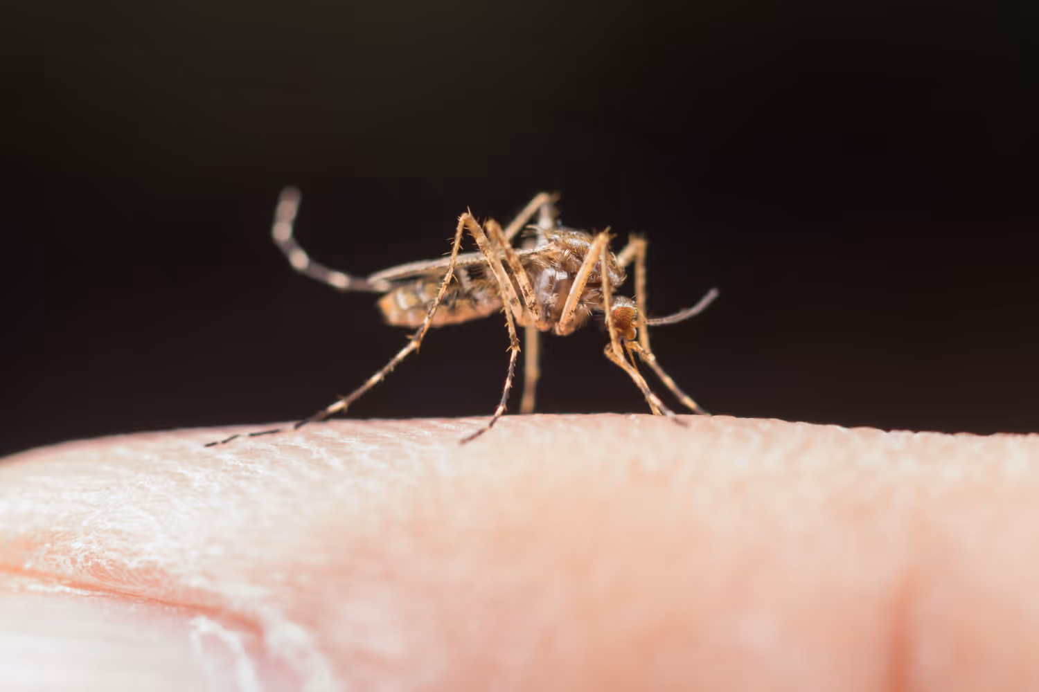 Why Mosquito Control Services Are Essential for Your Property