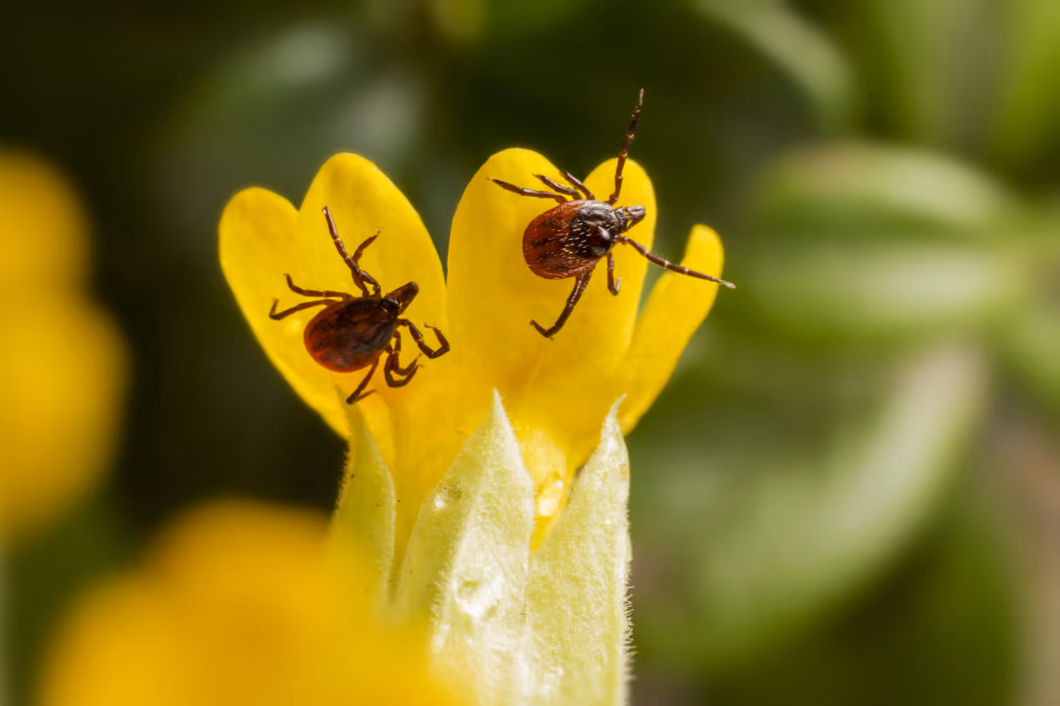 Benefits of Professional Tick Extermination Services