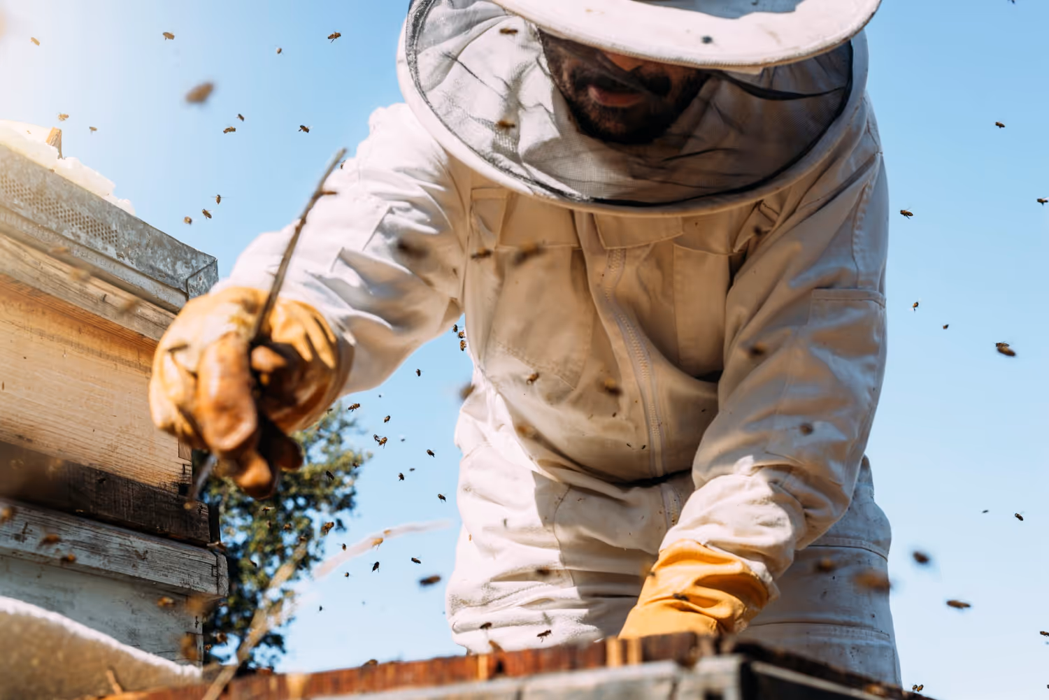 Reliable Bee Removal Experts in Lufkin