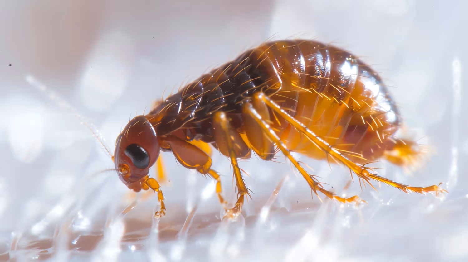 Comprehensive Flea Control for a Pest-Free Yard