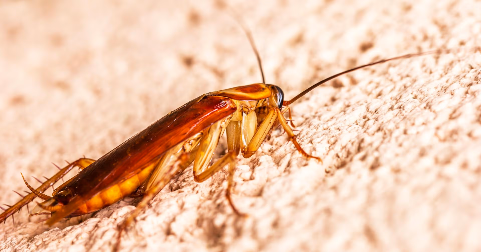 How Our Cockroach Exterminator Can Protect Your Home
