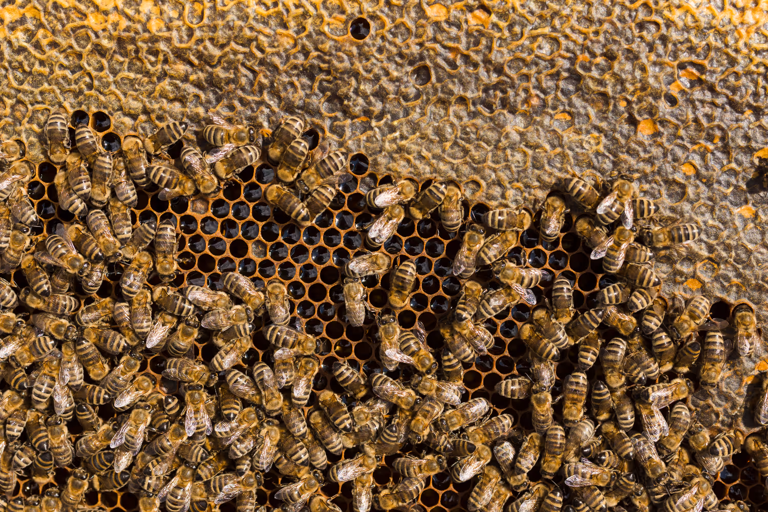 Our Bee Removal Services Ensure Your Safety