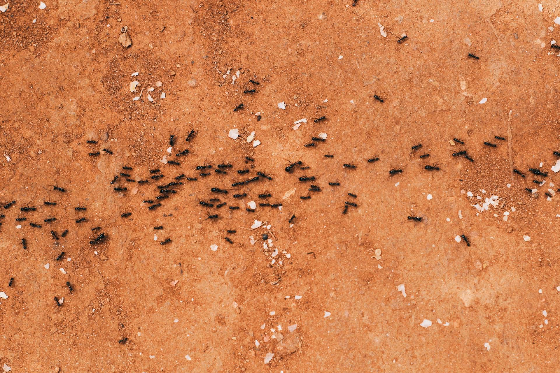 Professional Ant Pest Control Solutions to Safeguard Your Property