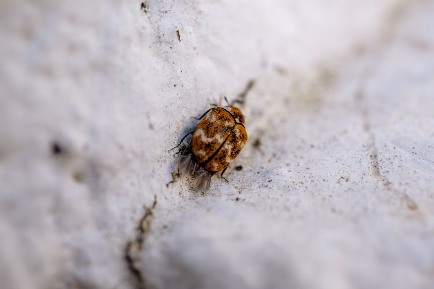 Effective Backyard Flea Treatment for a Healthy Outdoor Space
