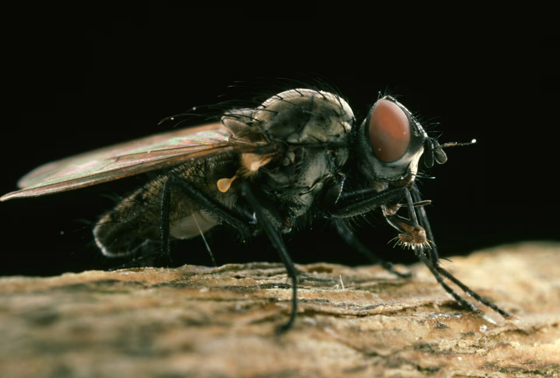 Efficient Drain Fly Removal by Our Technicians