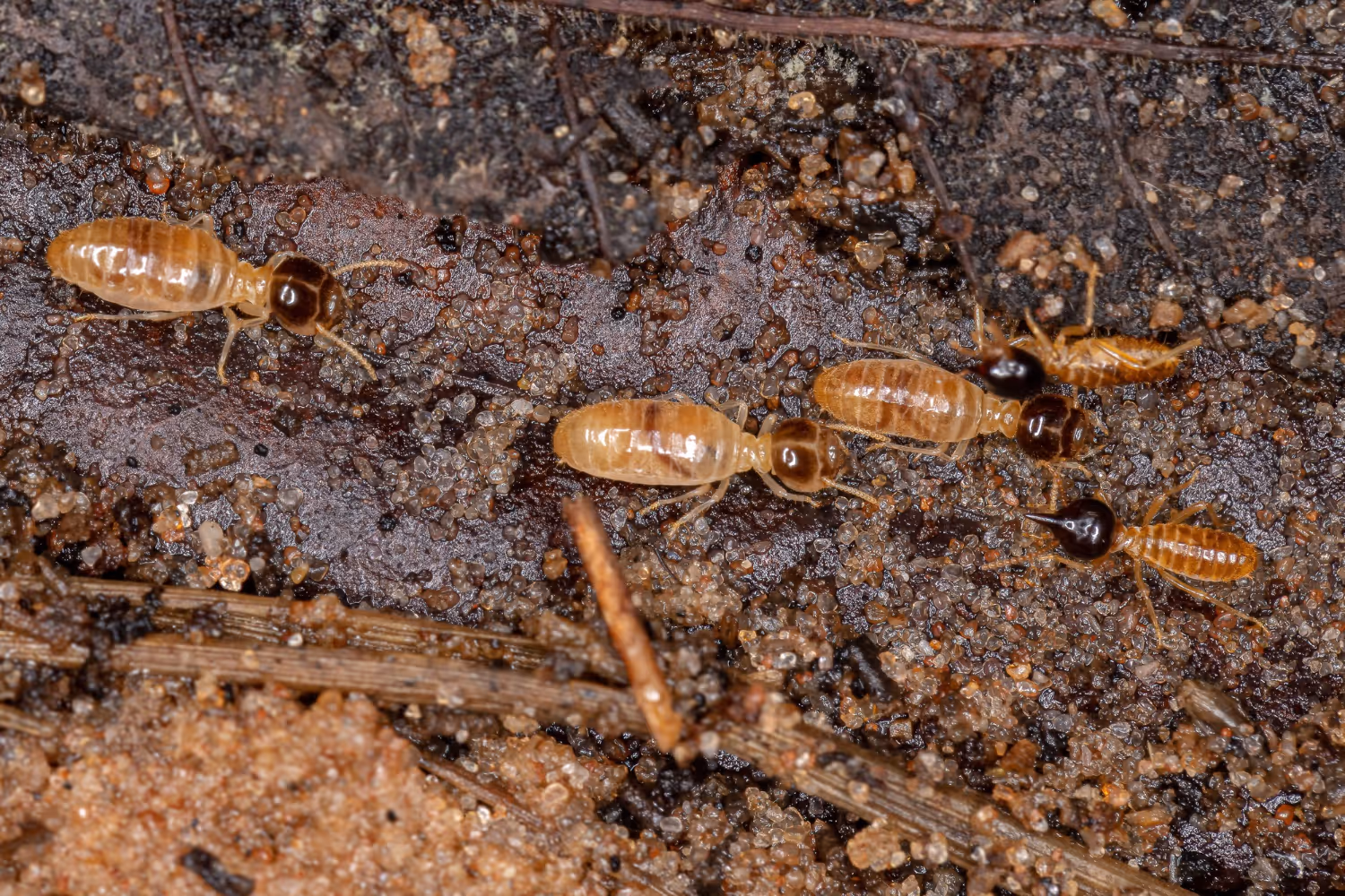 Effective Termite Treatment Solutions by Our Professionals