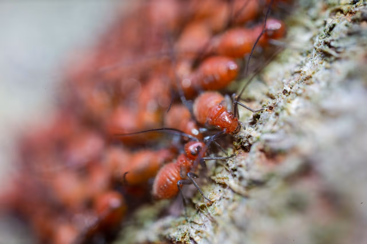 Effective Ant Extermination Techniques for Homes