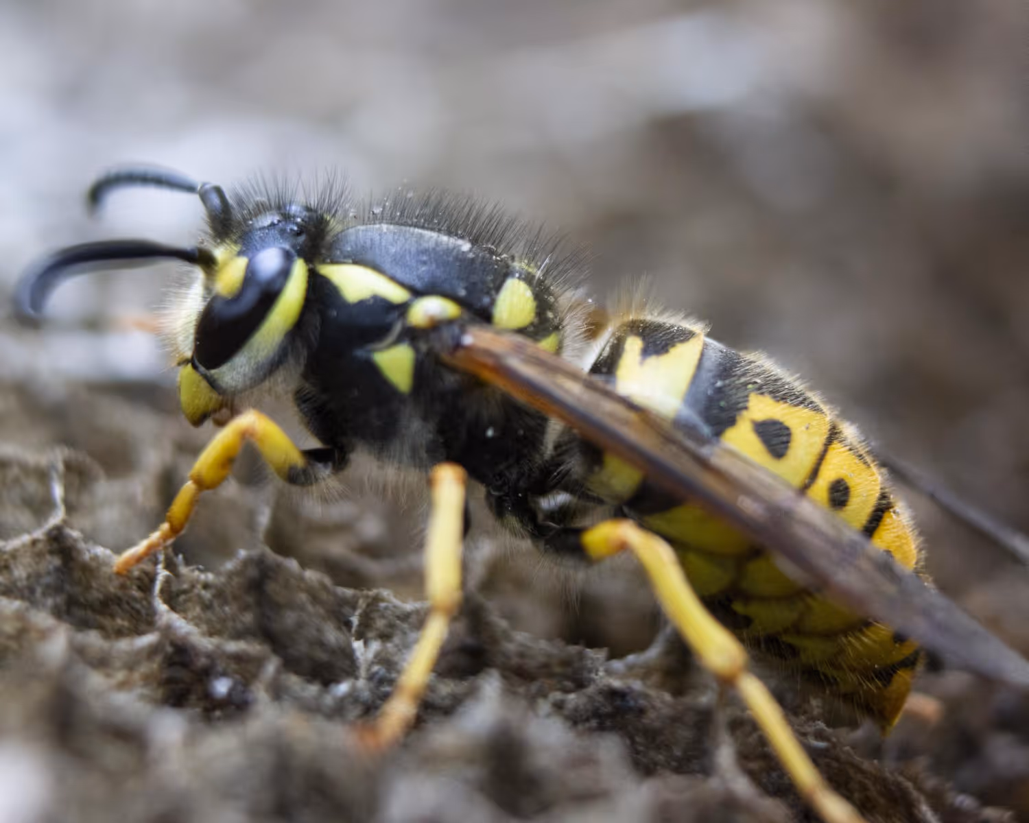 5 Warning Signs of a Dangerous Wasp Nest in Your Trinity Property