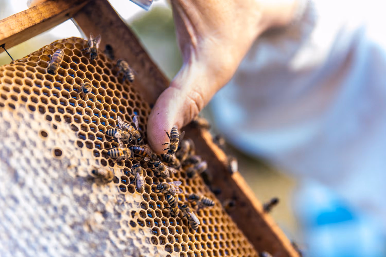 When Should You Call for Professional Bee Removal Services in Trinity