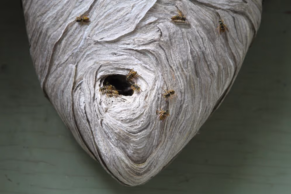 What Makes Professional Wasp Removal Safe in Trinity Properties