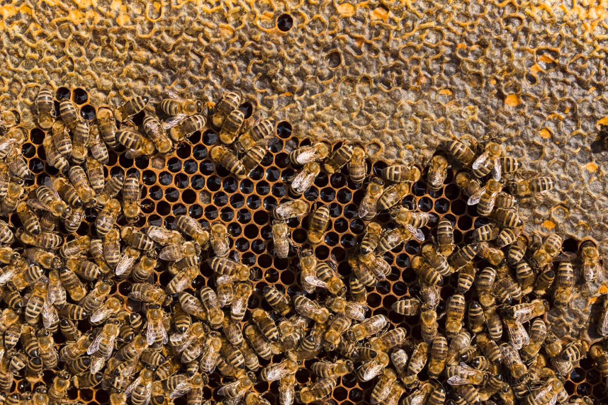 Steps Our Professionals Take for Bee Colony Removal in Crockett