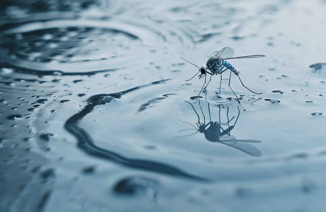 How Standing Water Attracts Mosquitoes to Your Trinity Property