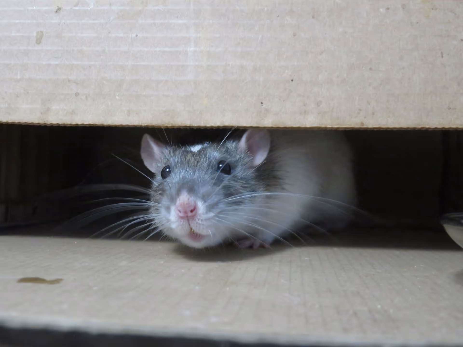 Signs of Rat Activity in Your Trinity Home's Walls and Attic