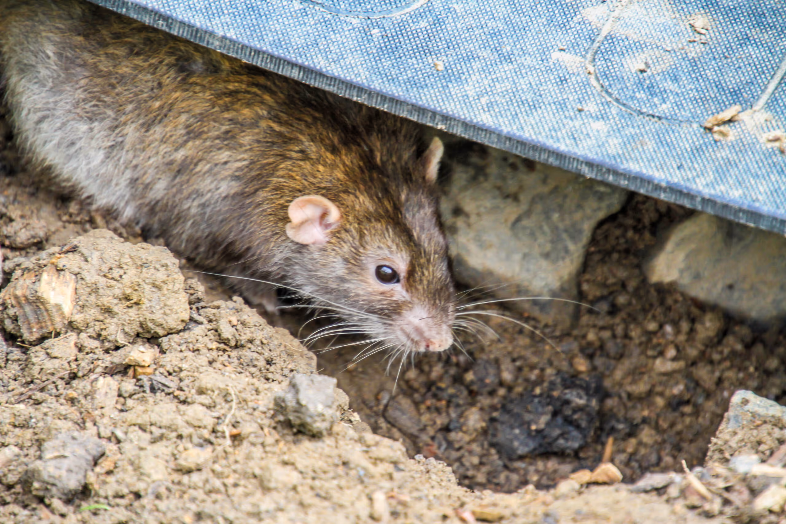 Top Signs You Need Professional Rat Control in Trinity
