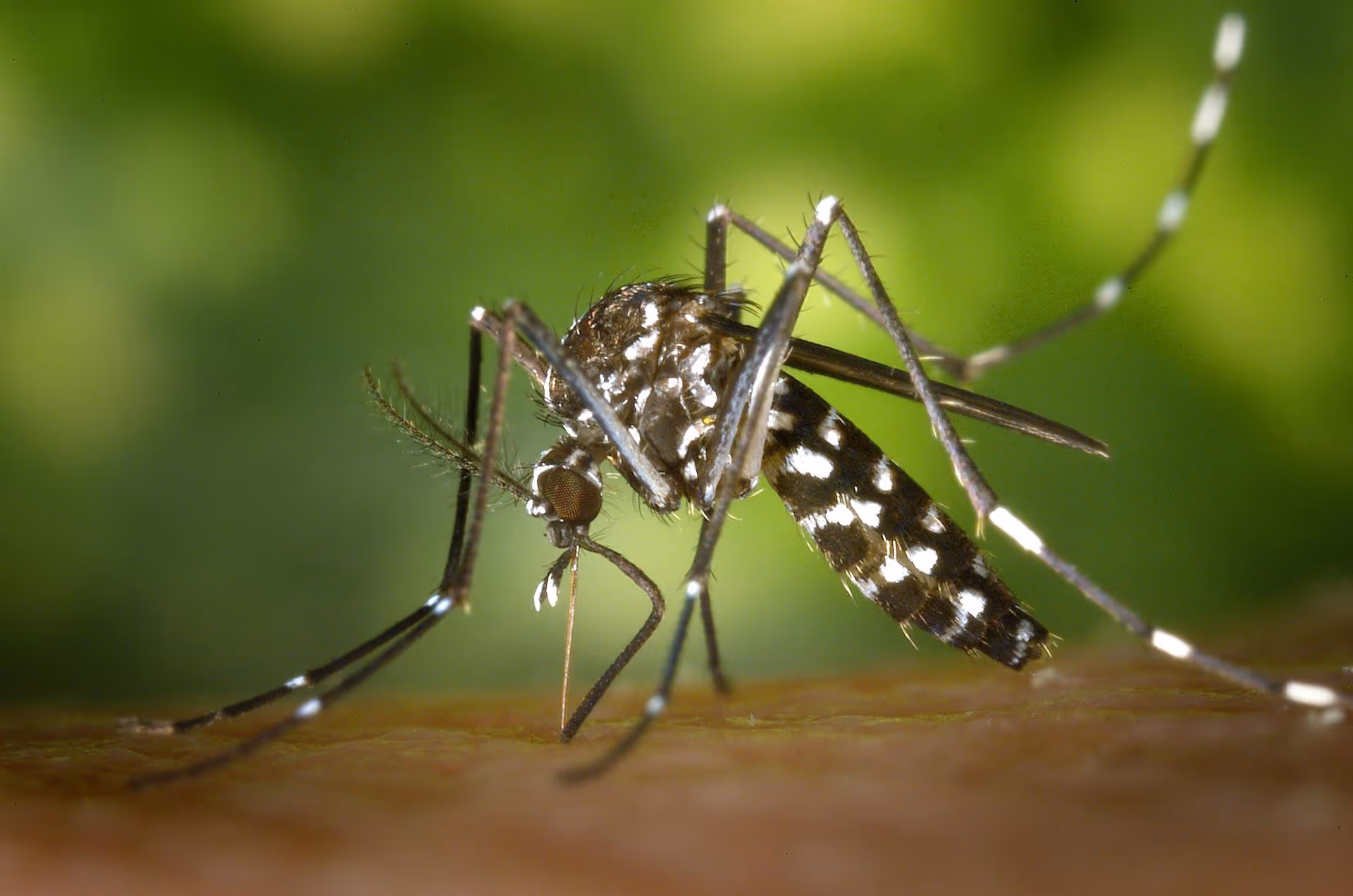Creating a Mosquito-Free Outdoor Space in Trinity