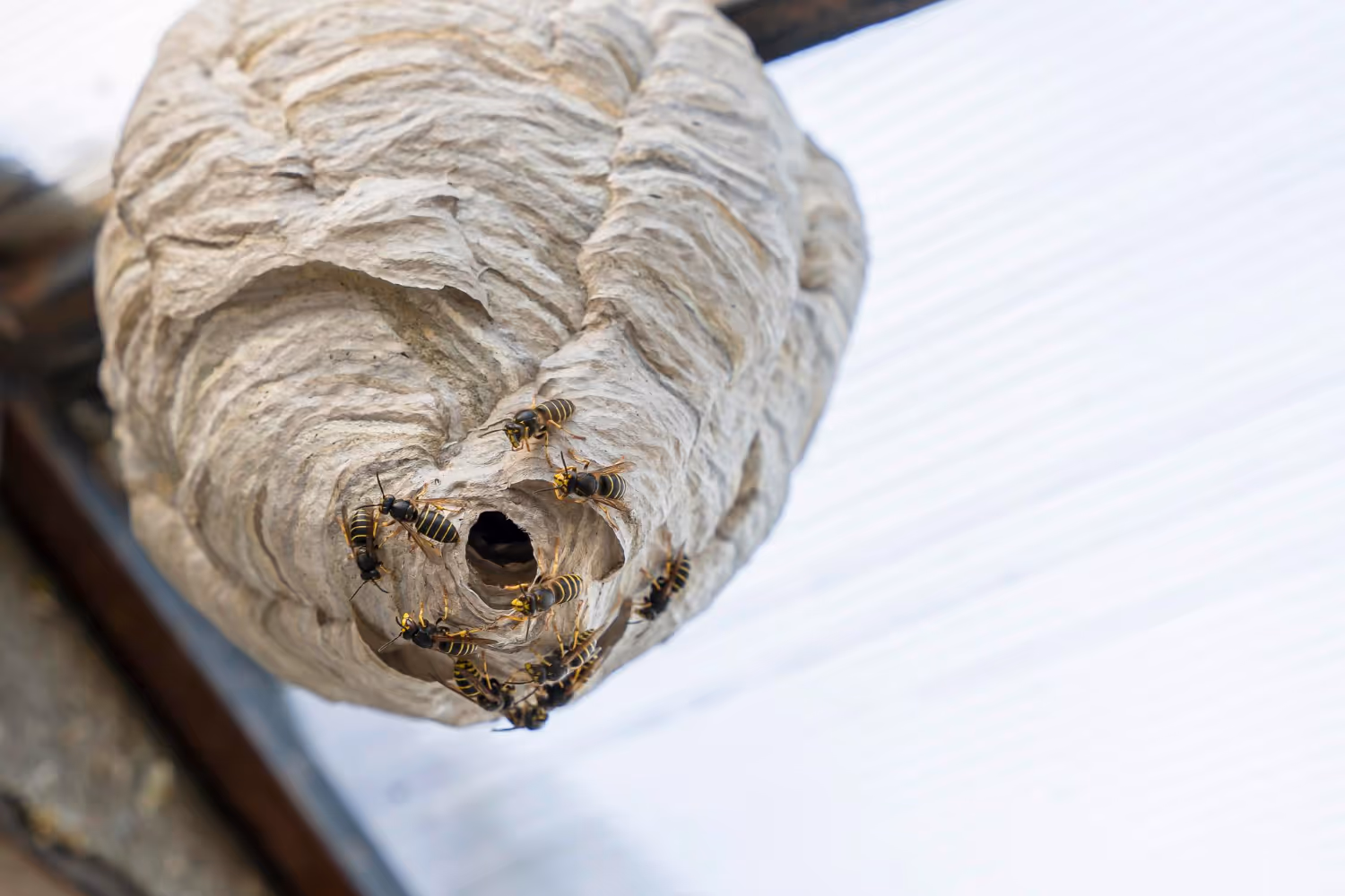 Protecting Your Crockett Home from Spring Wasp Colonies