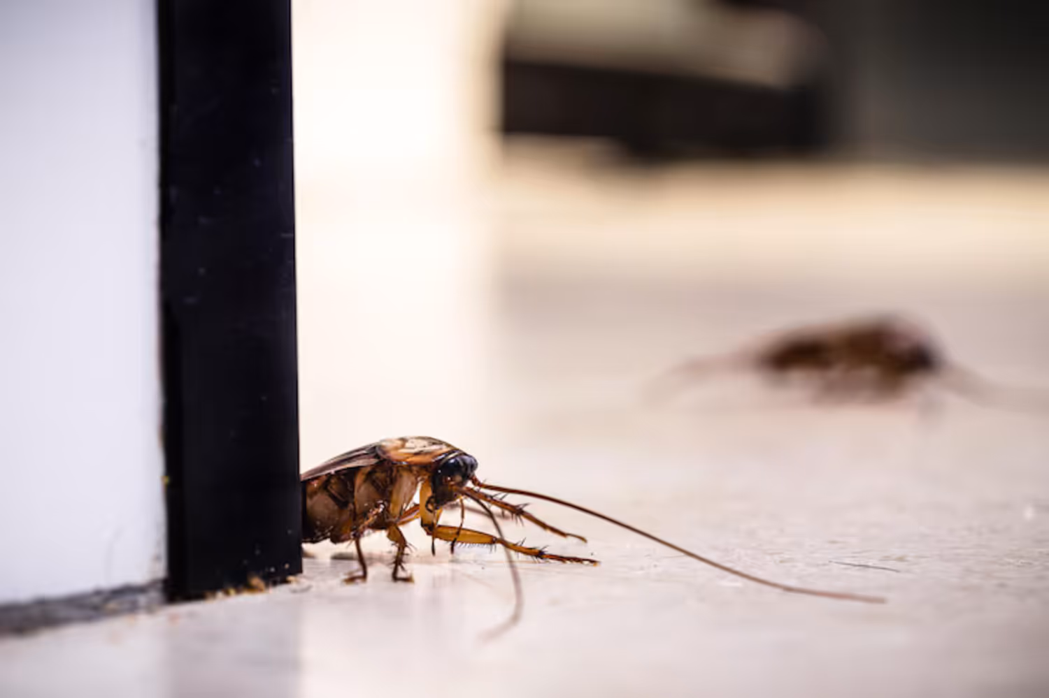 Night-Time Cockroach Activity in Your Trinity Kitchen