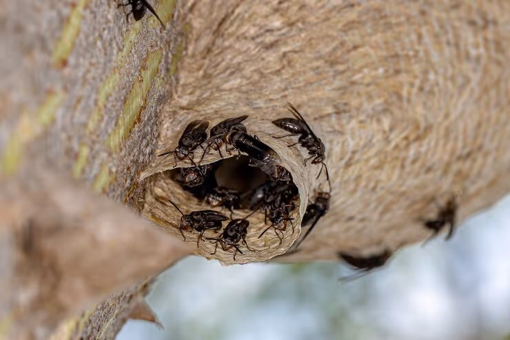 Professional Methods for Wasp Control in Livingston Homes