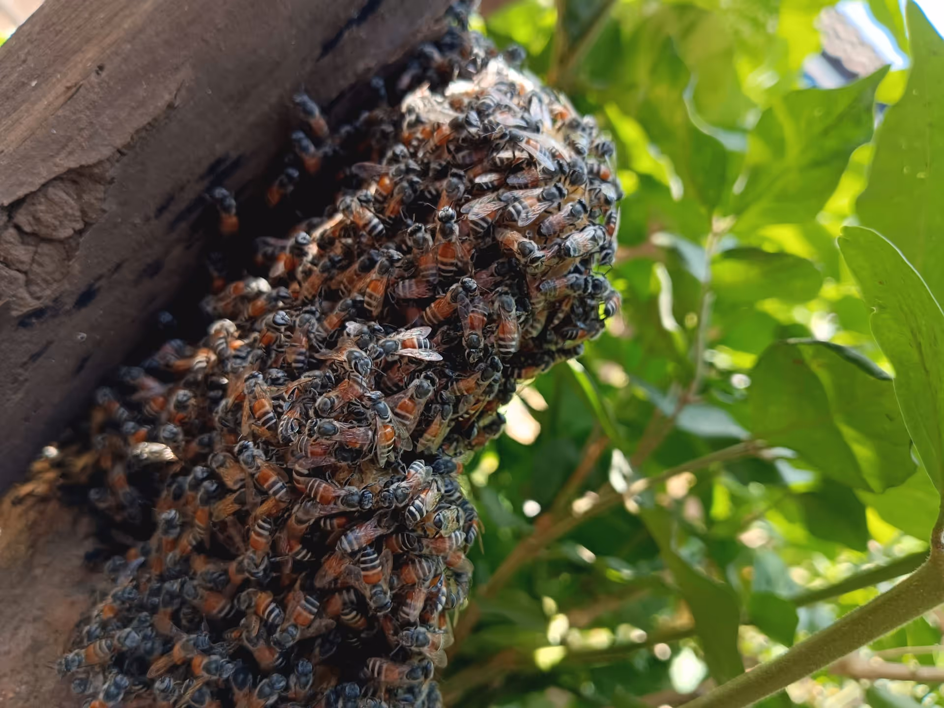 What to Do When Bees Build Hives Near Your Crockett Home