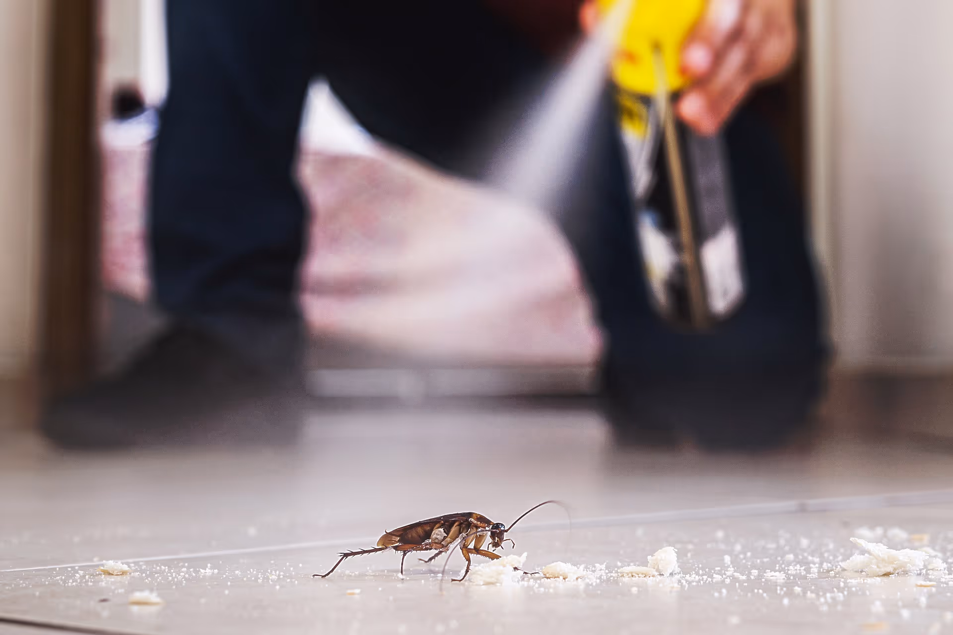 Common Entry Points for Roaches in Crockett Homes