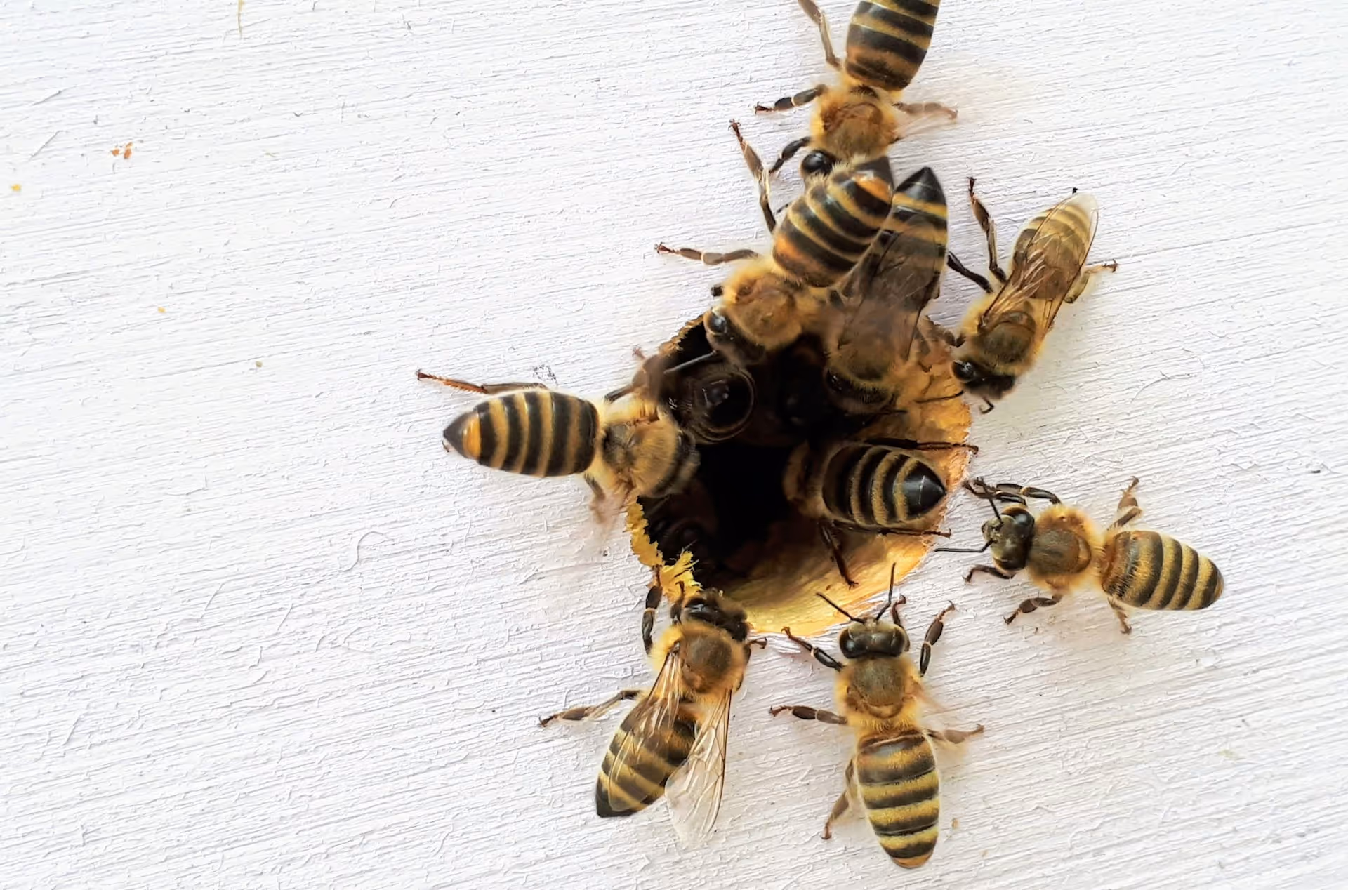 Removing Bee Colonies from Inside Crockett Home Wall Cavities