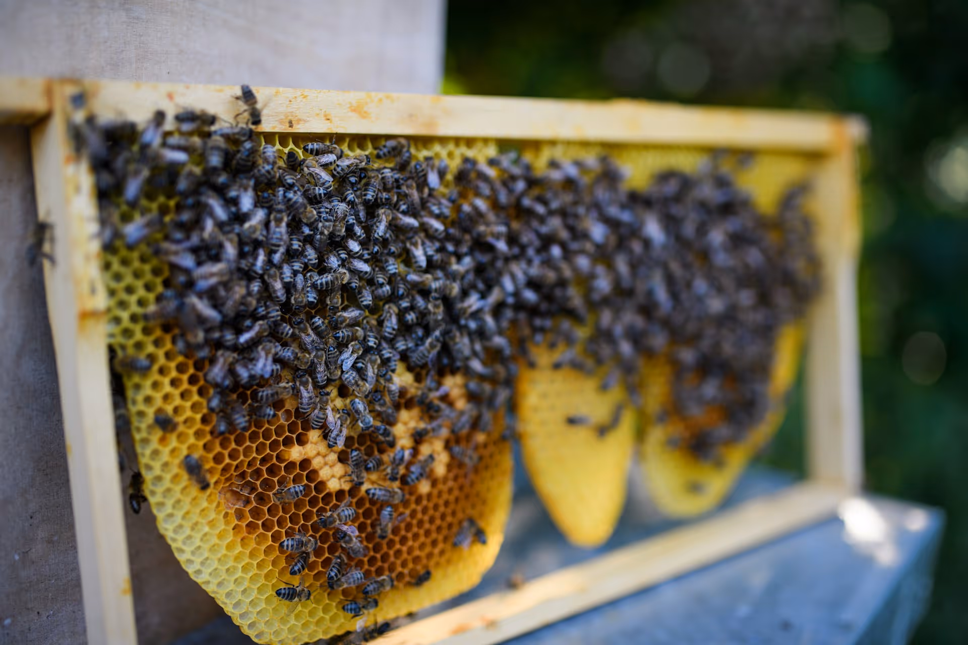 Steps to Take When Discovering a Bee Colony in Trinity