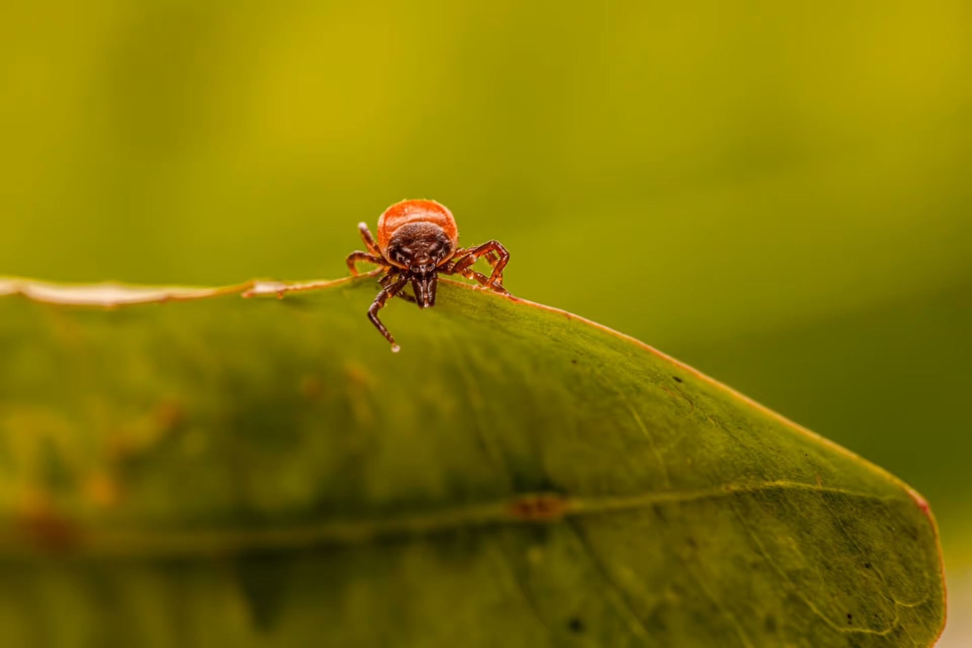 Signs Your Backyard Has a Serious Flea Problem in Trinity