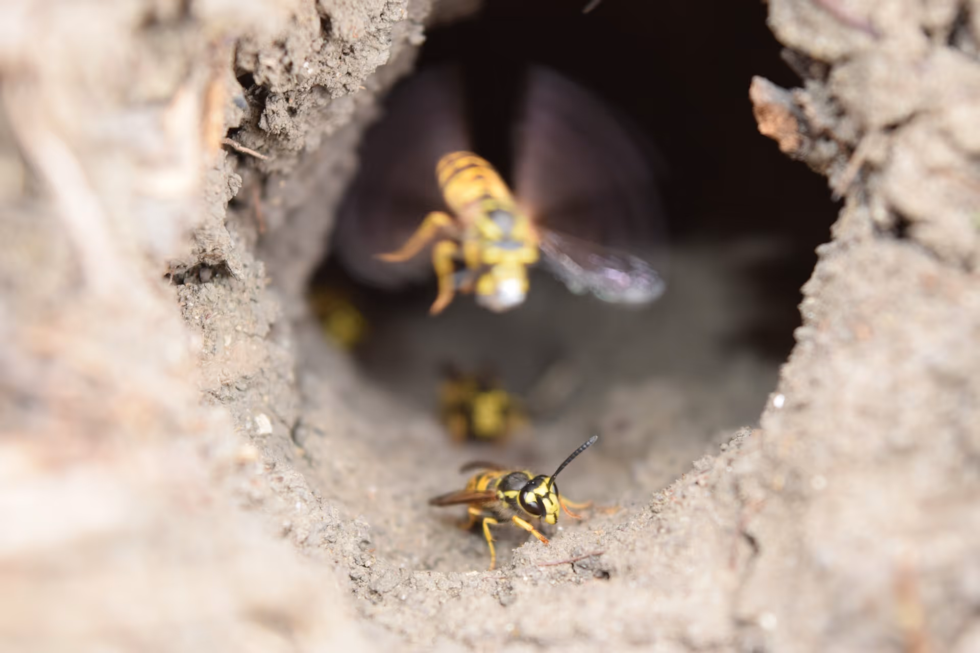 How Underground Bee Nests Can Damage Trinity Home Foundations