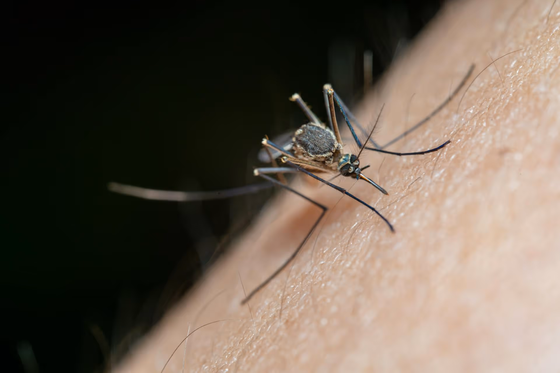 Reducing Mosquito Swarms Around Trinity Outdoor Living Spaces