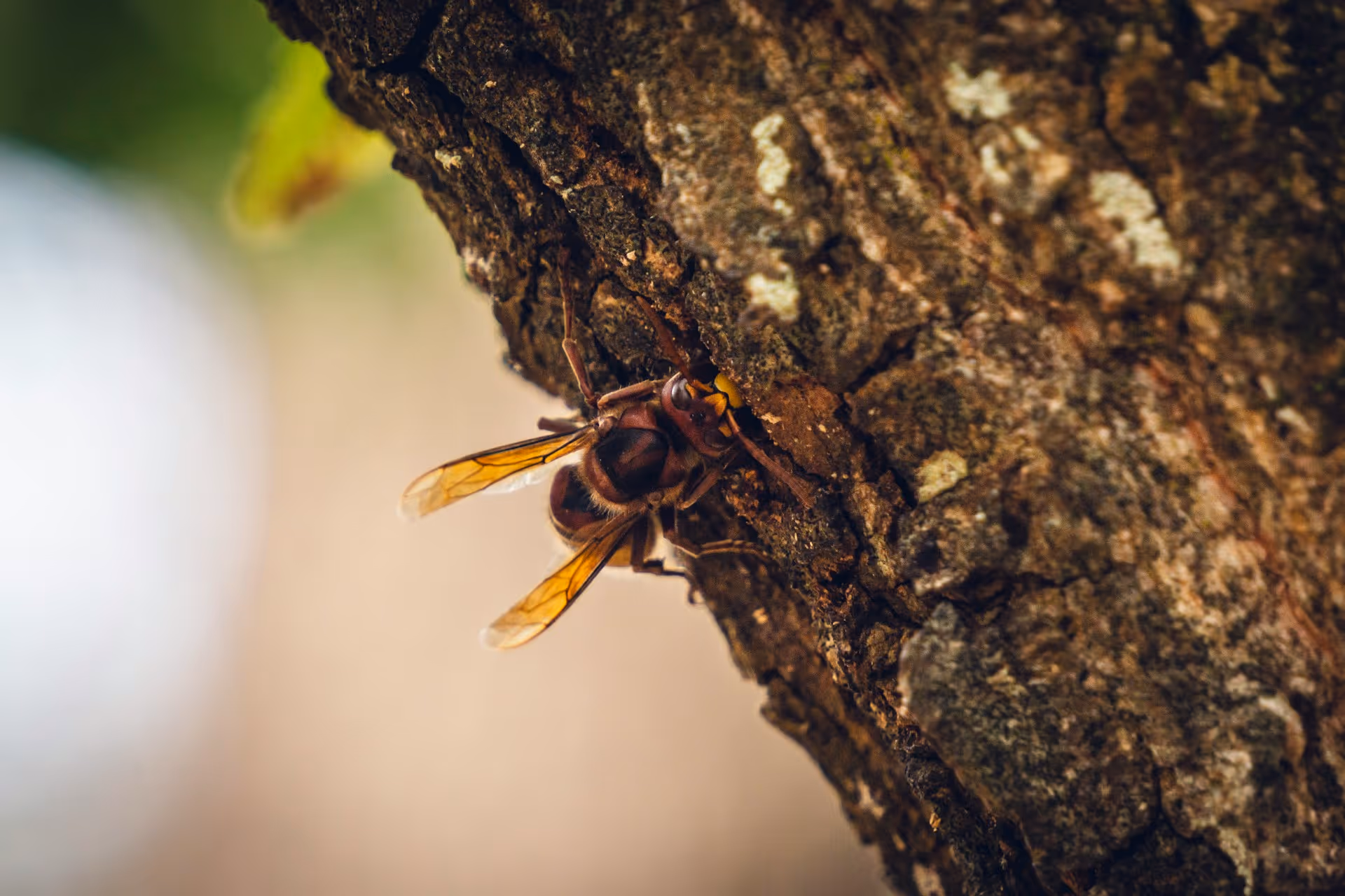 Image of bee 