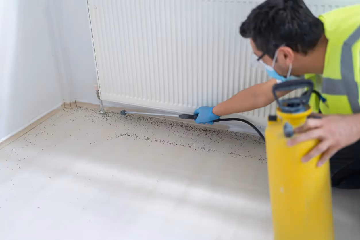 A pest control technician applies a spray treatment to the baseboard of a wall