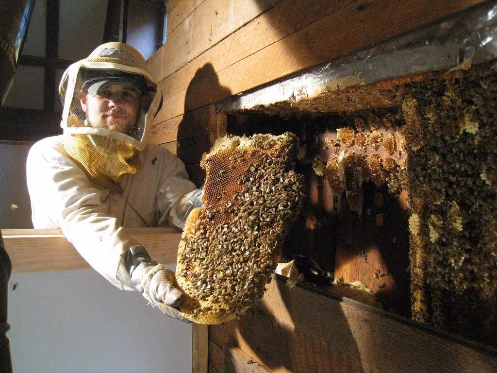 A beekeeper holding a honeycomb full of bees.
