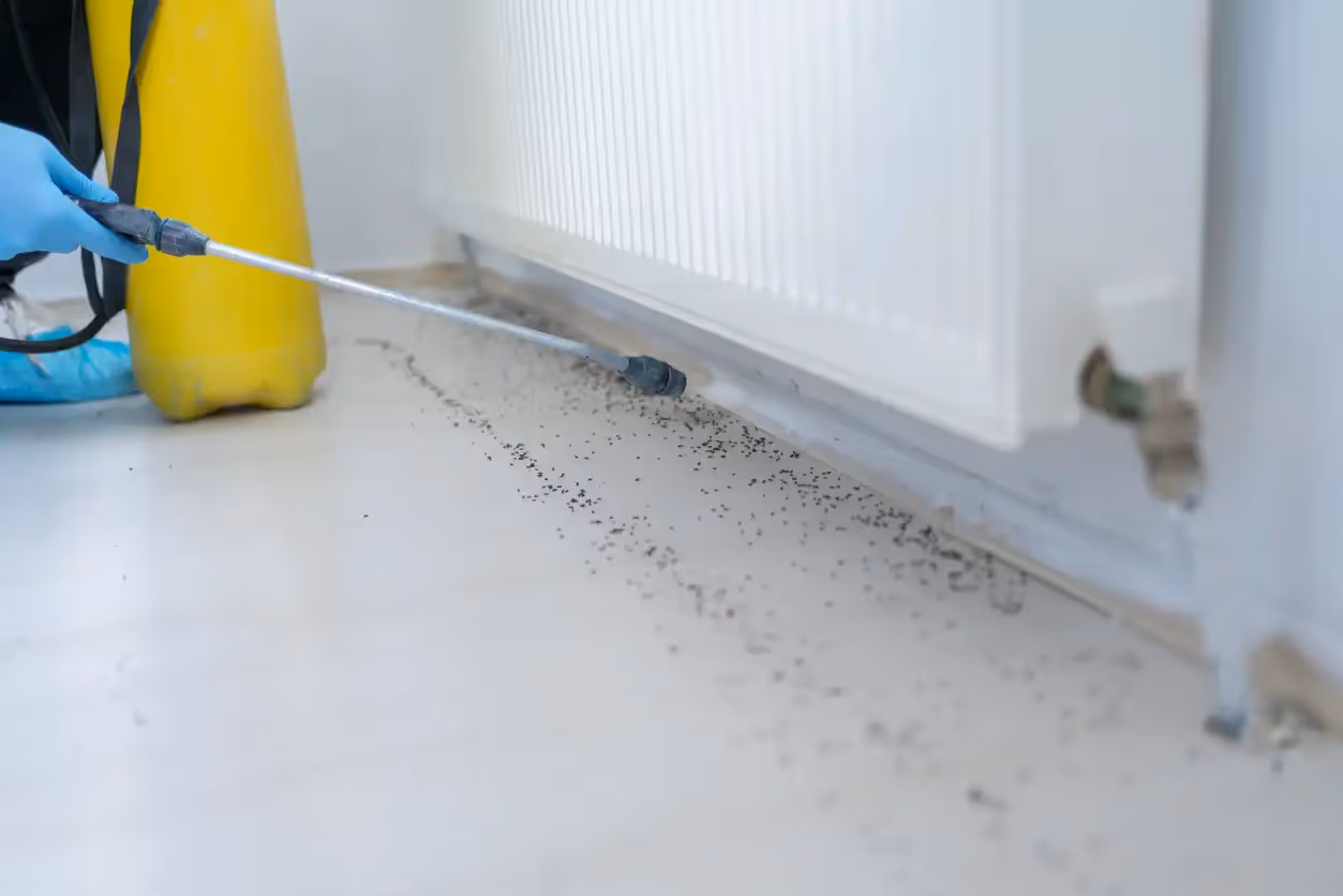 A person sprays an insecticide from a yellow tank along the base of a white wall, where a trail of small, dark pellets is visible.