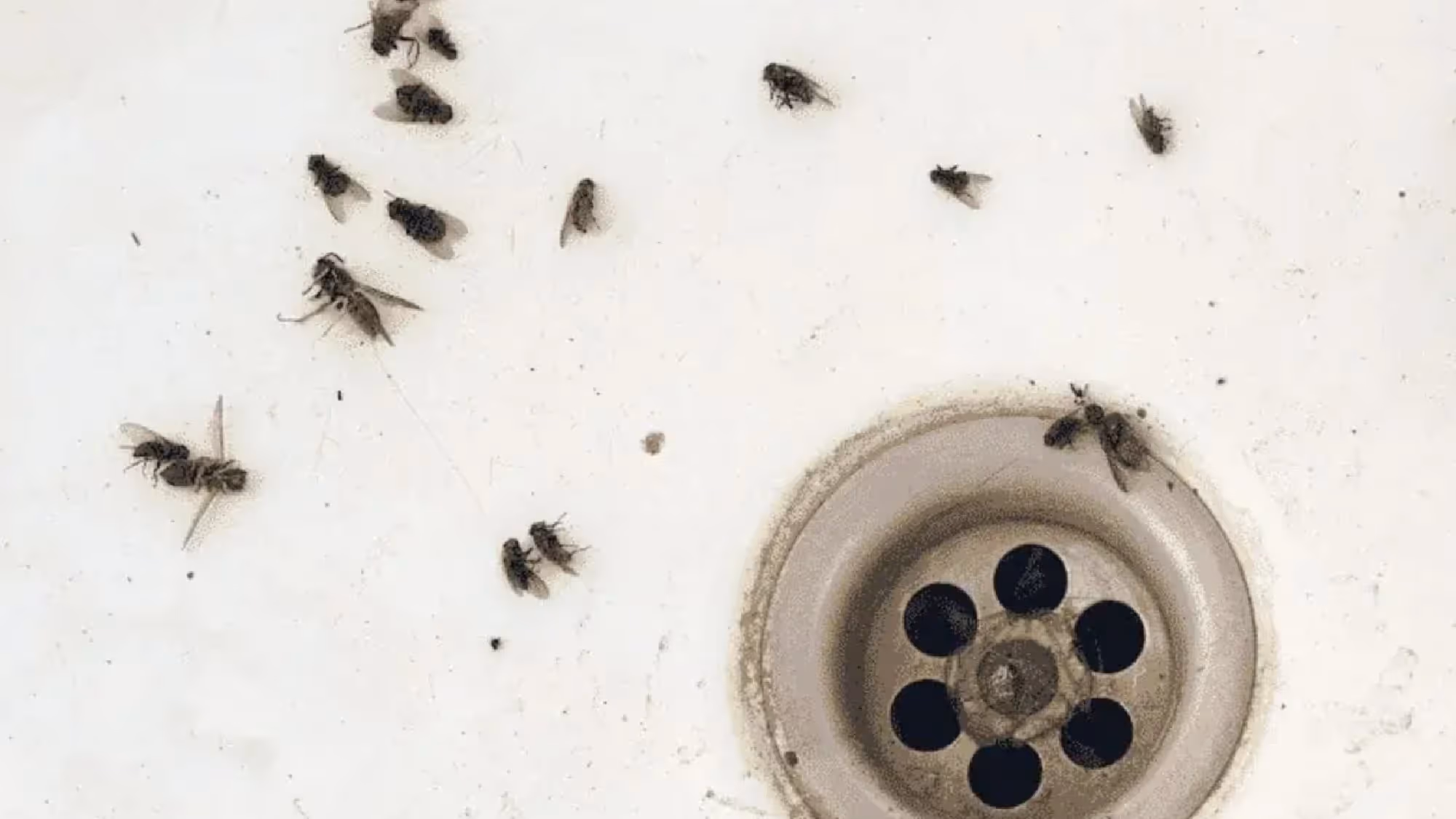 Drain Fly Removal in Nacogdoches, TX