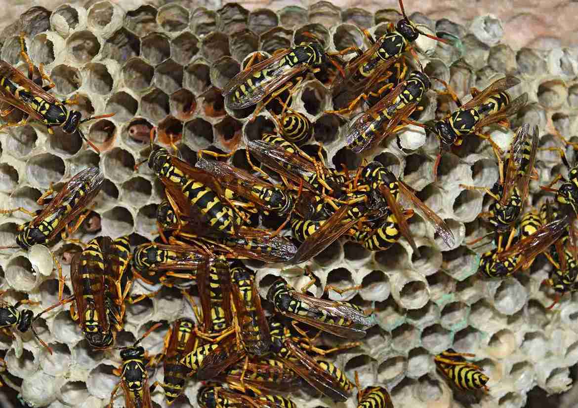 Wasp Nest Removal in Corrigan, TX