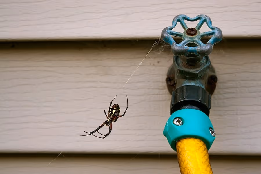 Spider Exterminator in Nacogdoches, TX