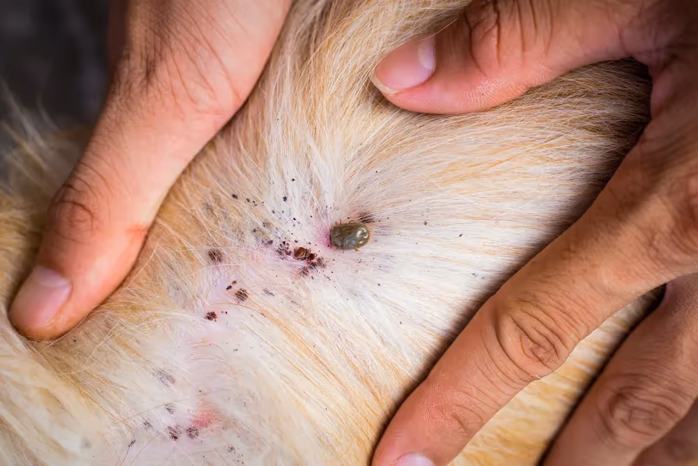 Tick Pest Control in Trinity, TX