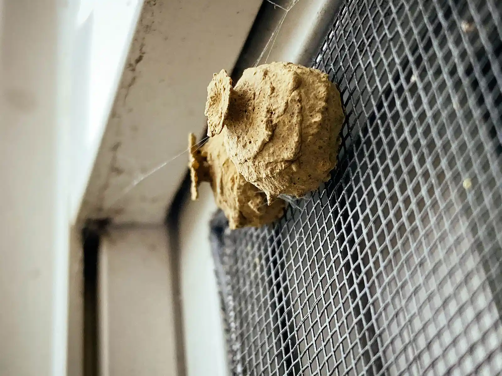 Wasp Nest Removal in Trinity, TX