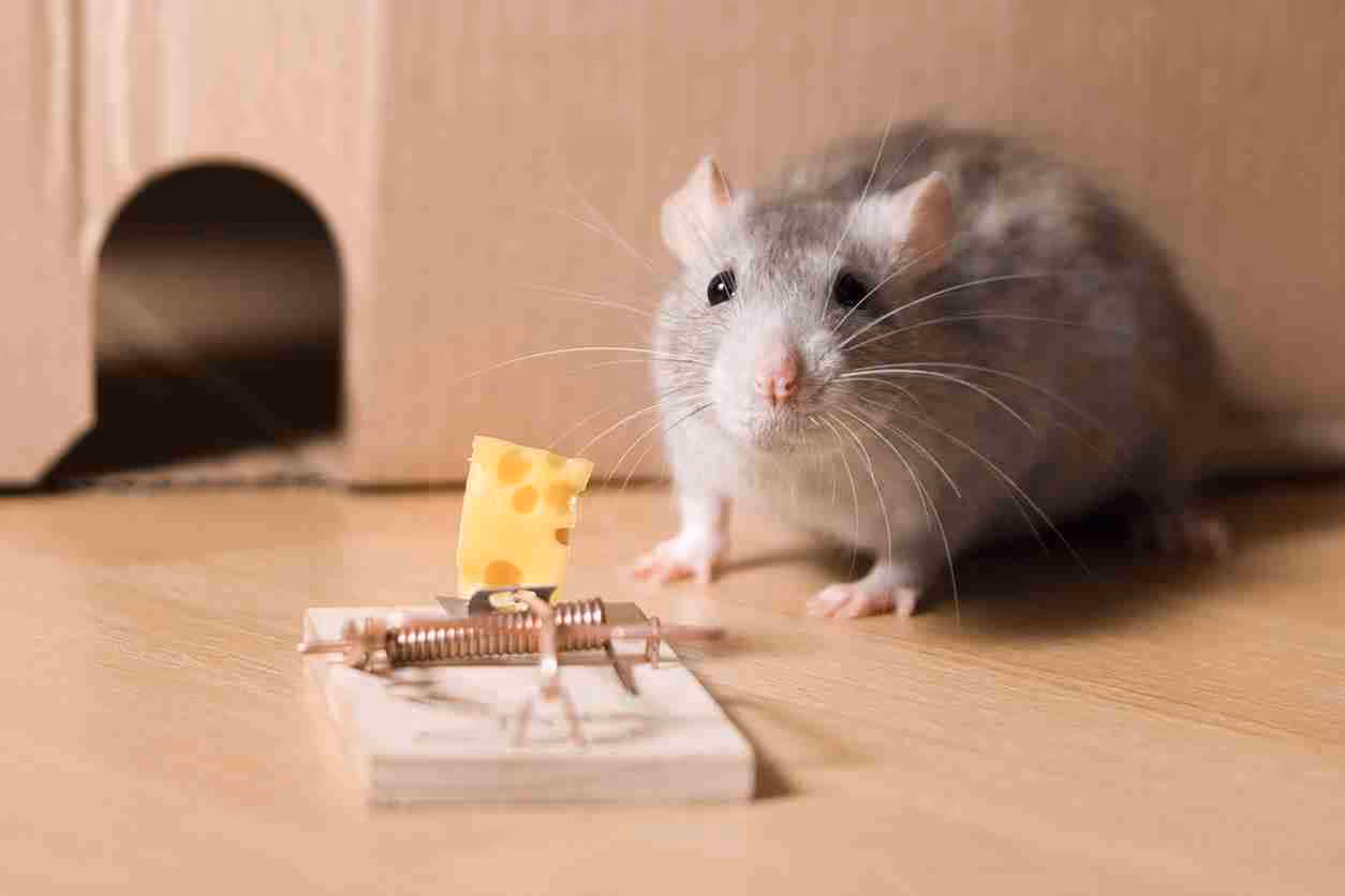 A close-up of a small, fluffy gray rat standing near a classic mousetrap baited with a piece of Swiss cheese.