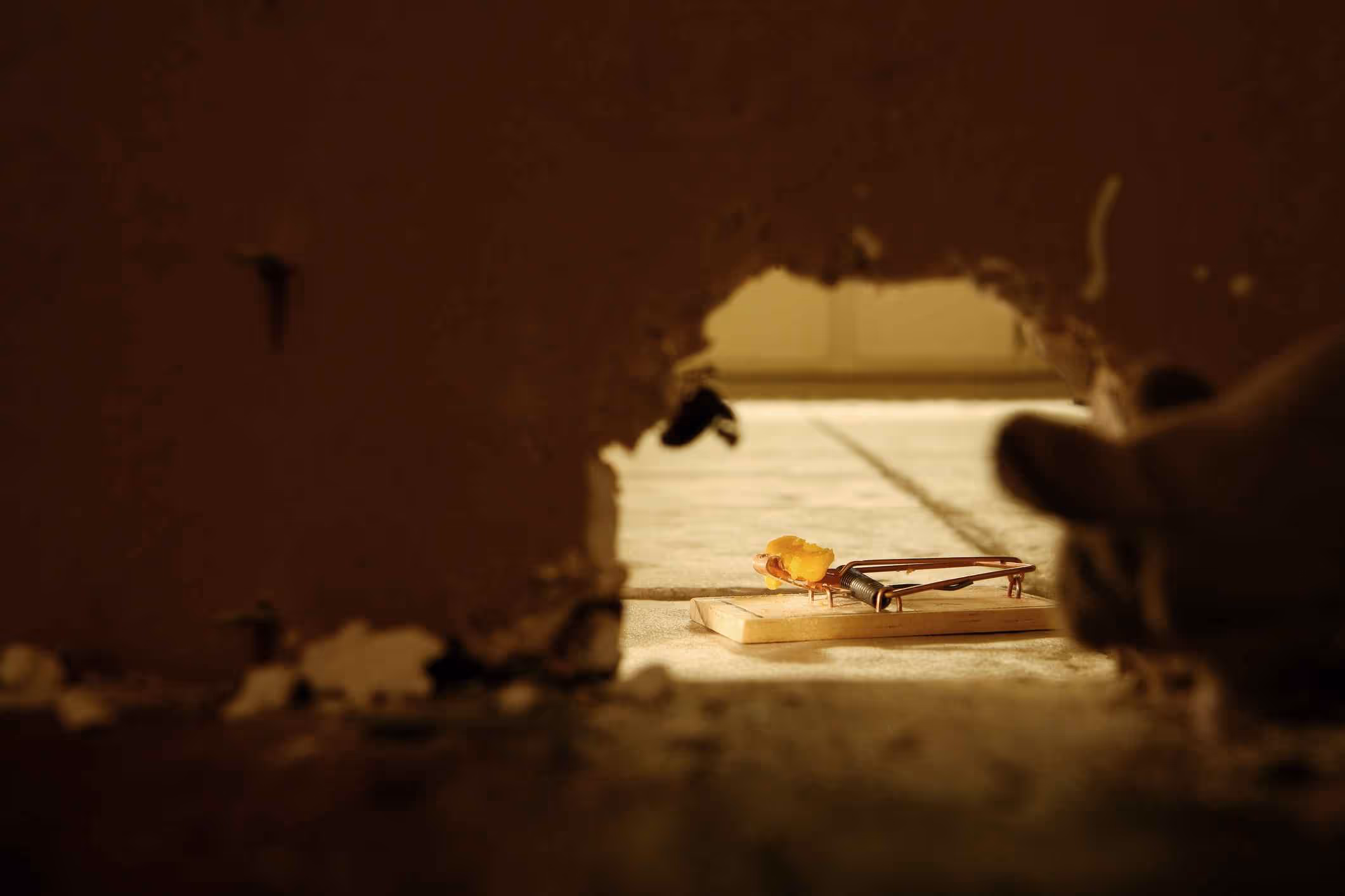 Rat Exterminator in Central, TX