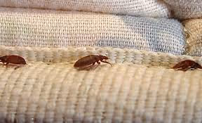 Bed Bug Exterminator in Trinity, TX