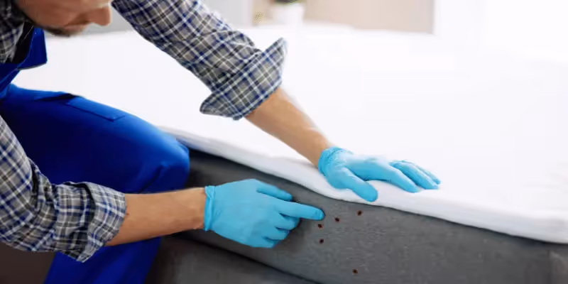 A pest control professional inspecting a mattress.