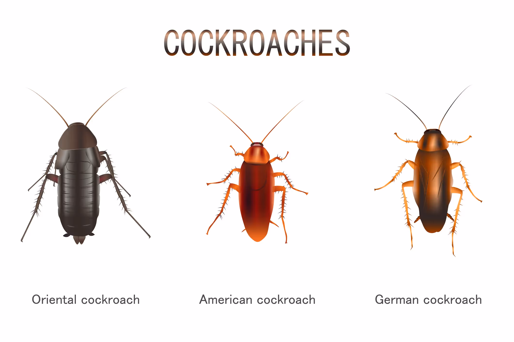 A visual guide showing three types of cockroaches side-by-side: a large, dark brown Oriental cockroach, a reddish-brown American cockroach, and a smaller, tan German cockroach.