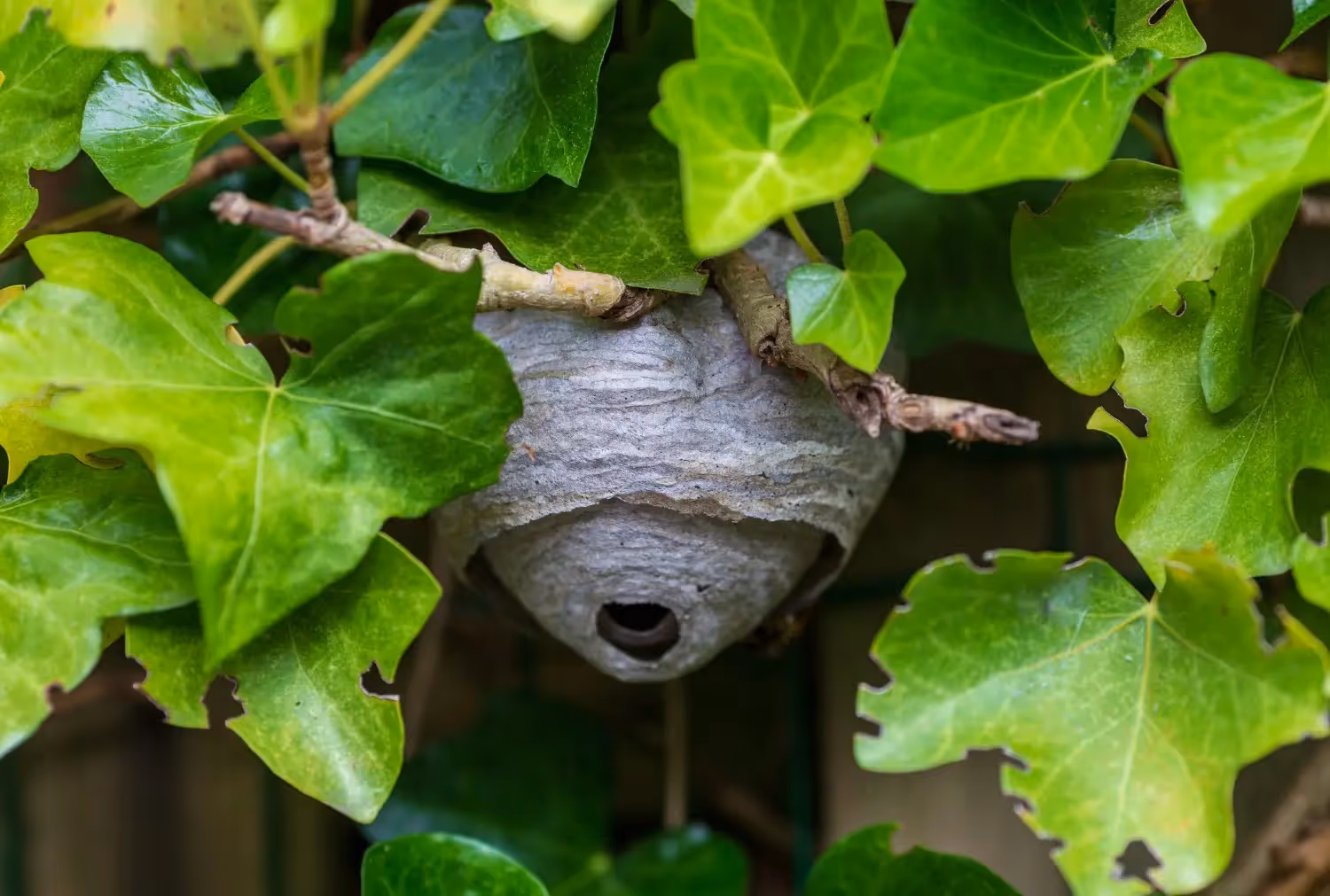 A grey, paper wasp nest hangs in a cluster of green ivy leaves.