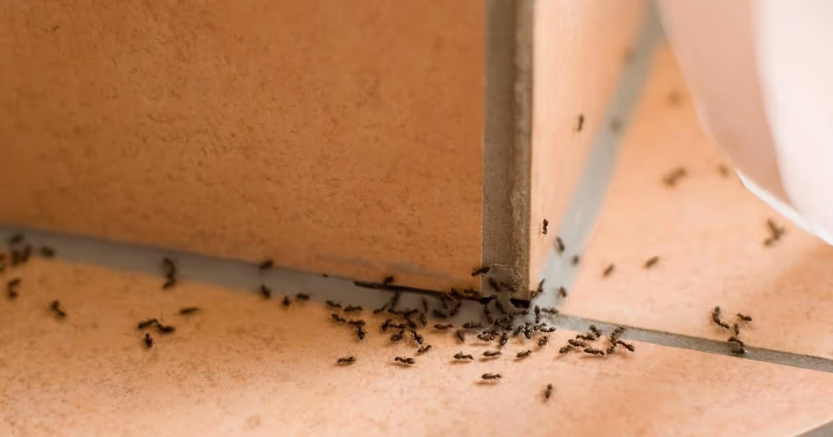 Ant Exterminator in Trinity, TX