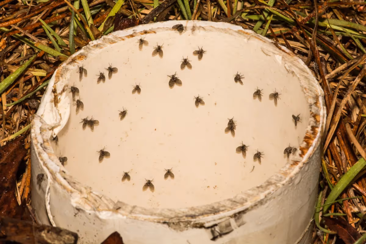 Drain Fly Removal in Trinity, TX