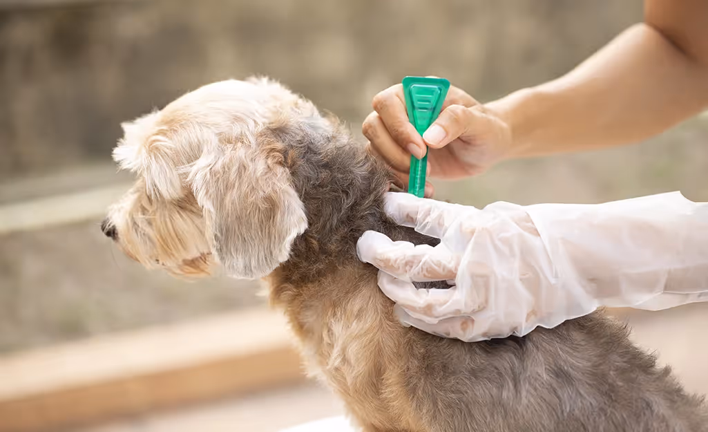 A person applying flea medicine to a dog.